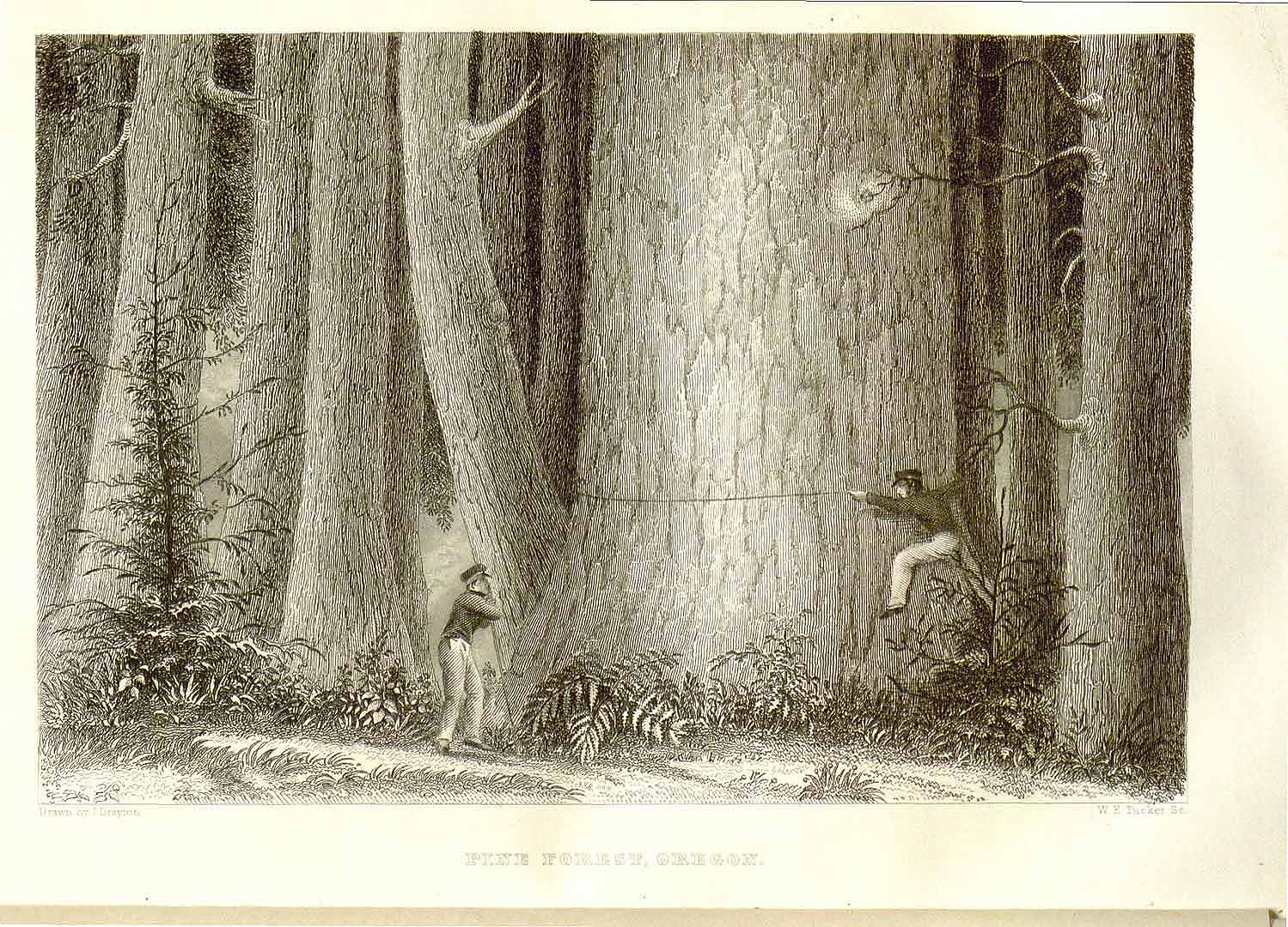 no HD illustration available (m5)