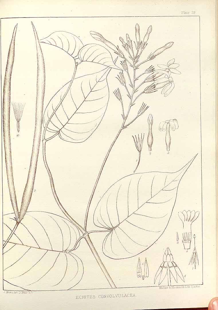 no HD illustration available (m1)