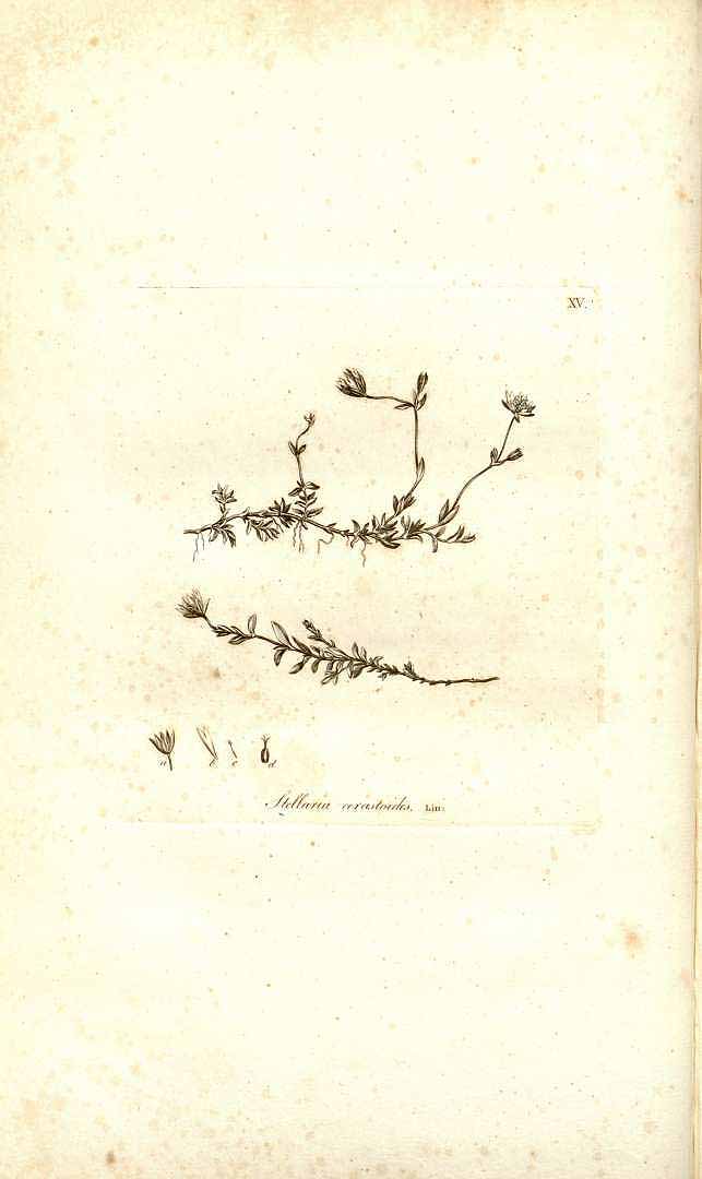 no HD illustration available (m3)