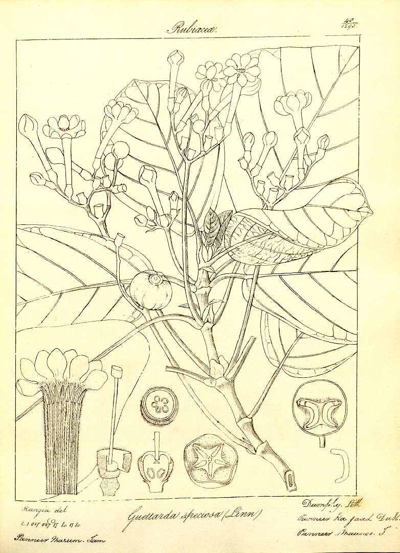 no HD illustration available (m1)