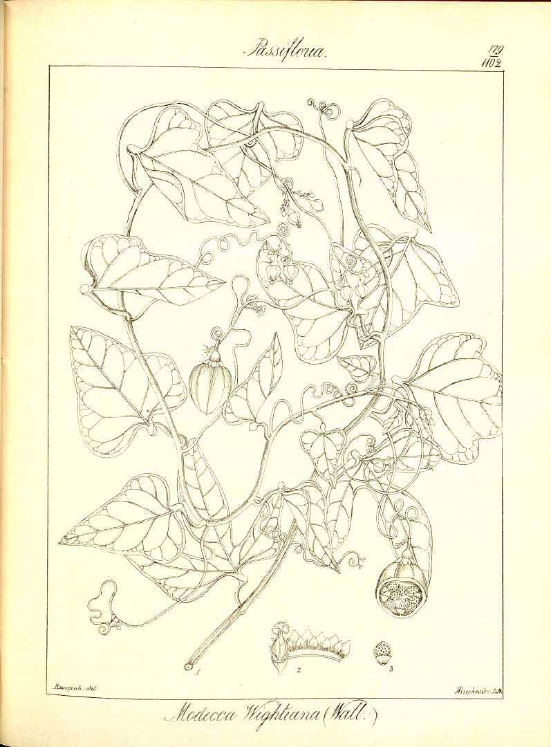 no HD illustration available (m1)