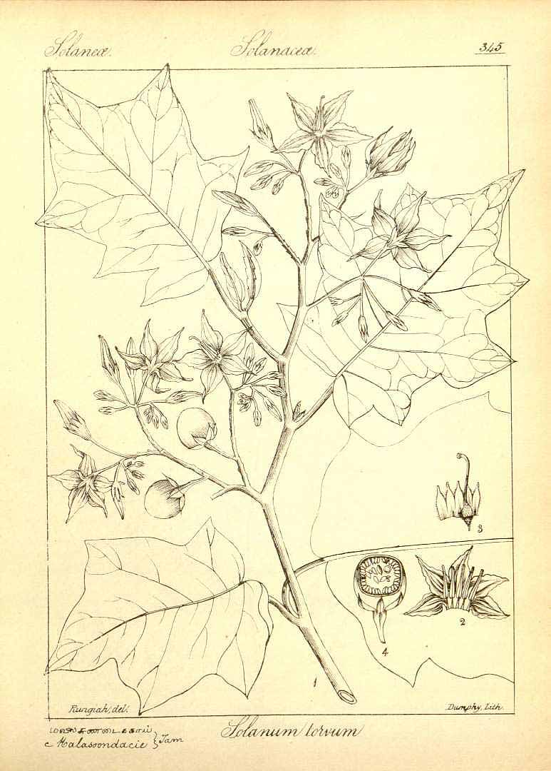 no HD illustration available (m1)