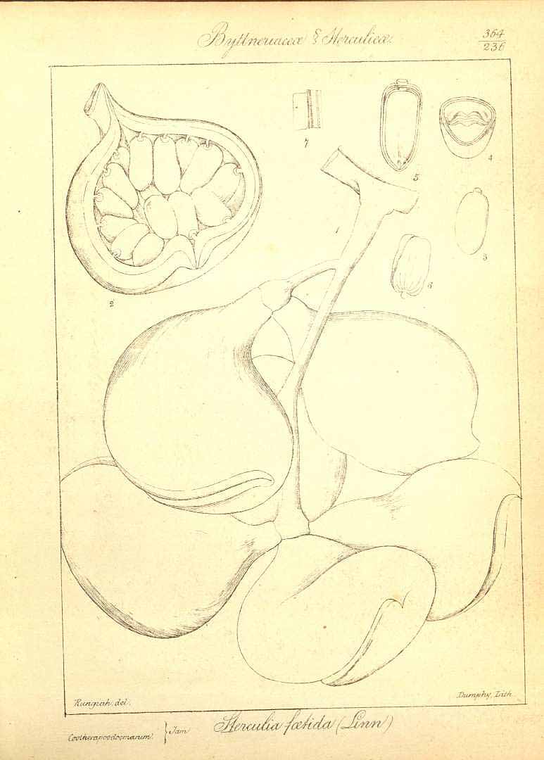 no HD illustration available (m1)