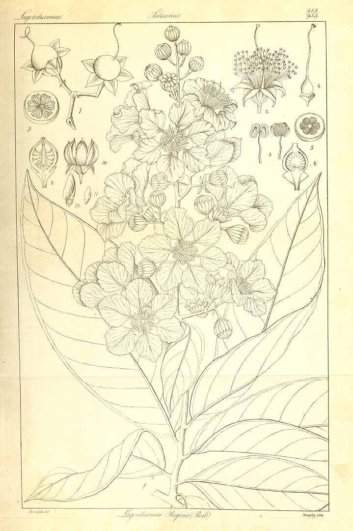 no HD illustration available (m3)