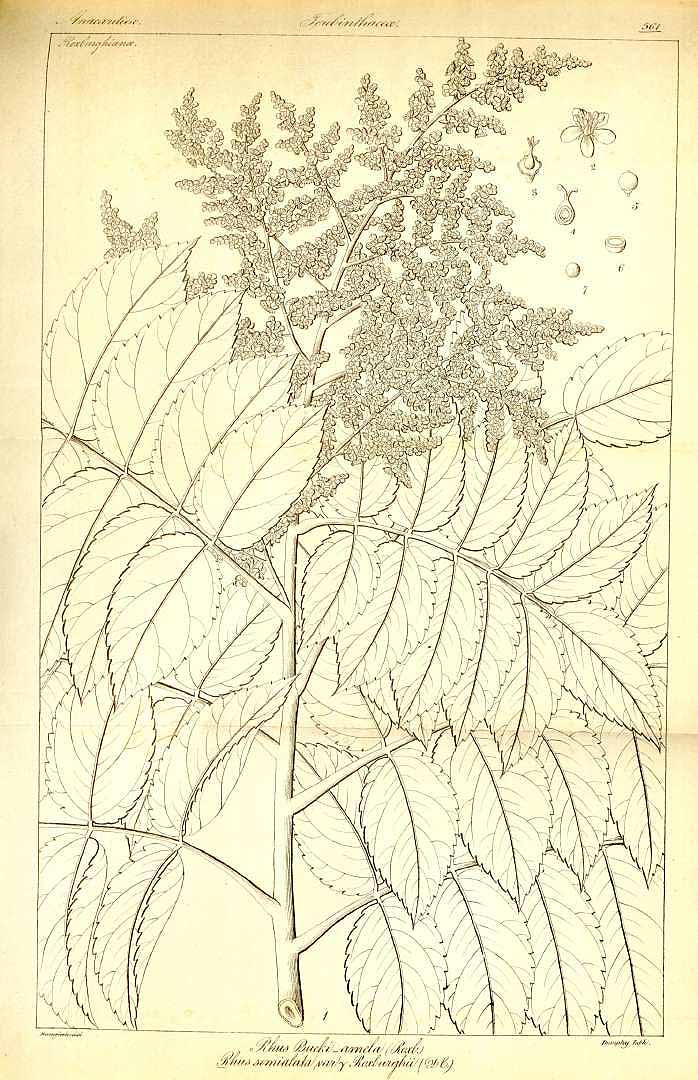 no HD illustration available (m1)