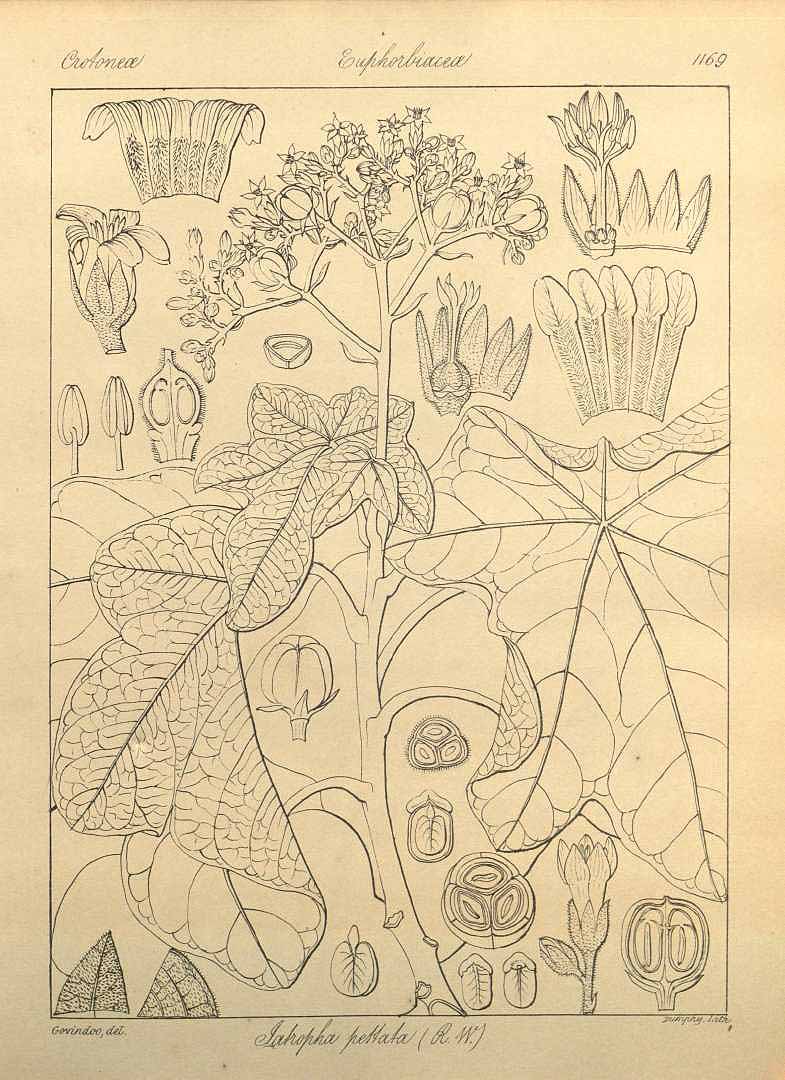 no HD illustration available (m1)