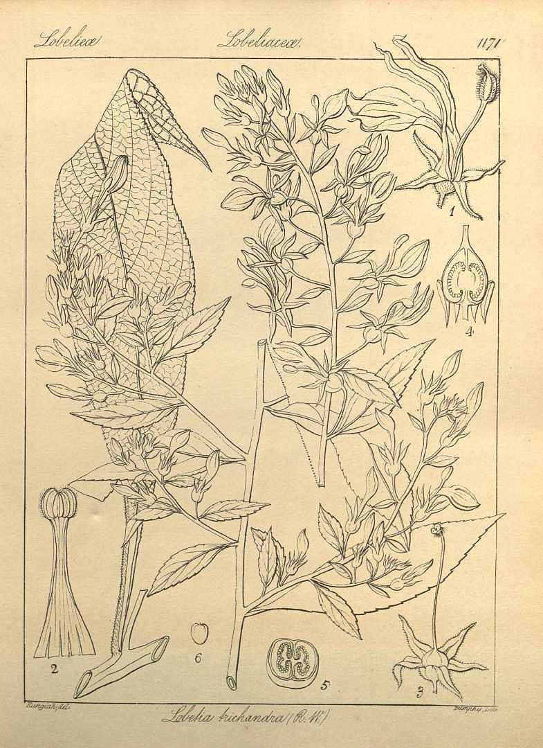 no HD illustration available (m1)