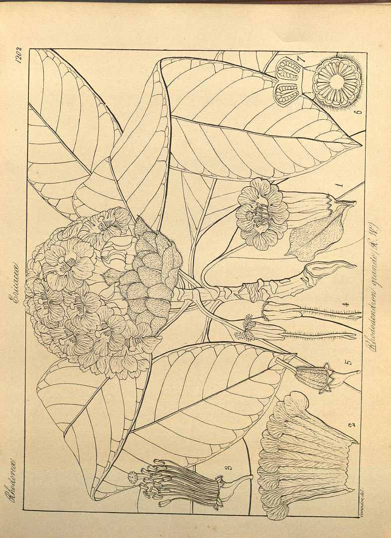 no HD illustration available (m1)