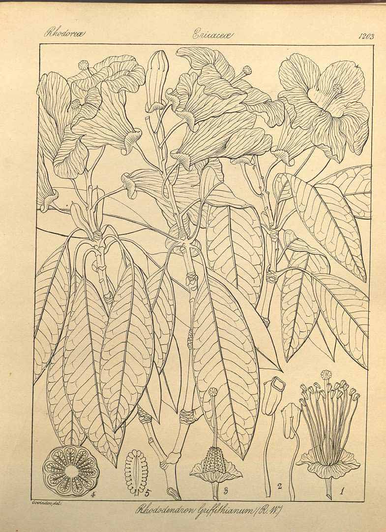 no HD illustration available (m1)