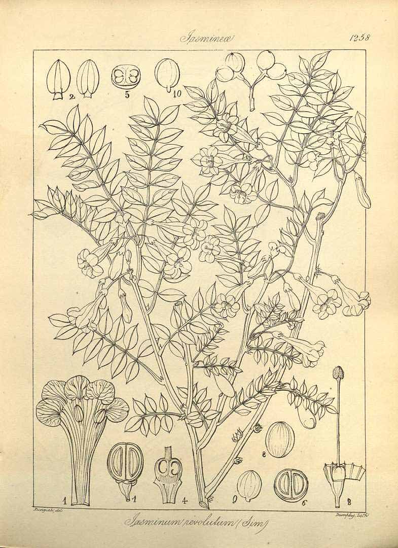 no HD illustration available (m1)