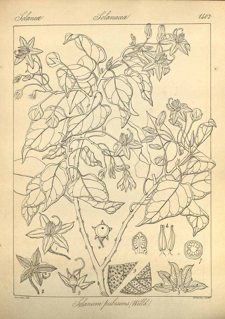 no HD illustration available (m1)