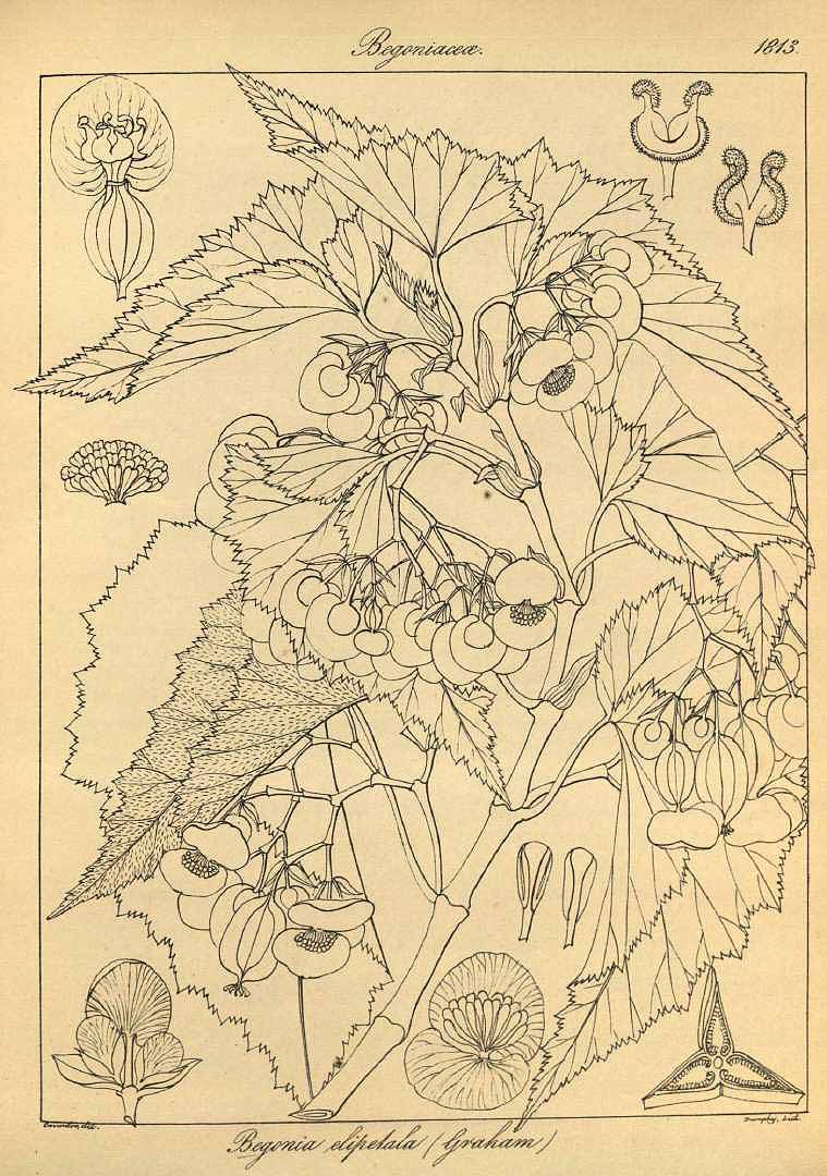 no HD illustration available (m1)