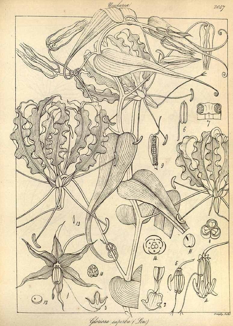 no HD illustration available (m1)