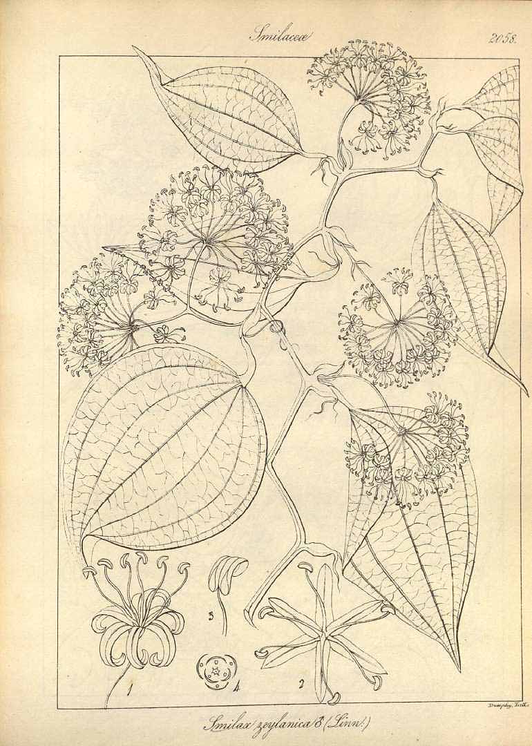 no HD illustration available (m1)