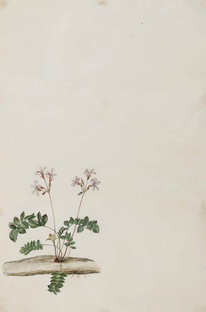 no HD illustration available (m1)
