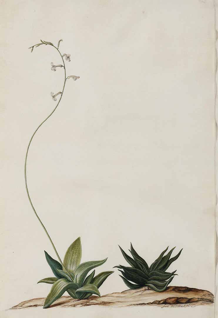 no HD illustration available (m1)