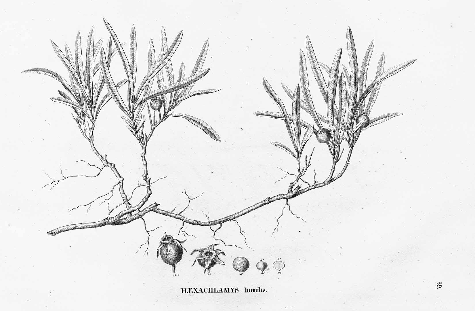 no HD illustration available (m5)