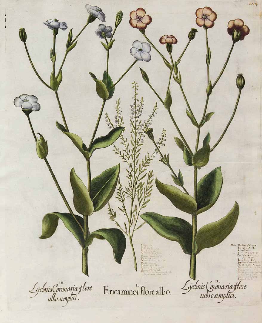 no HD illustration available (m1)