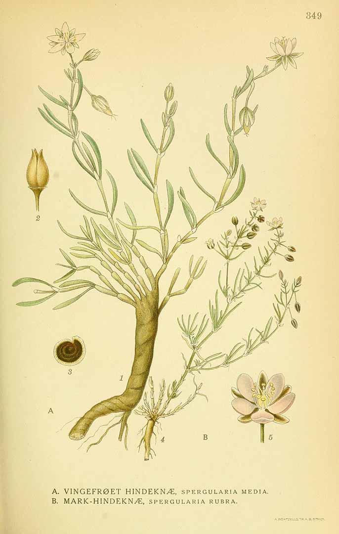 no HD illustration available (m1)