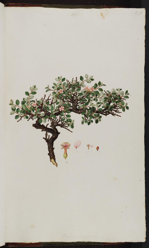 no HD illustration available (m1)