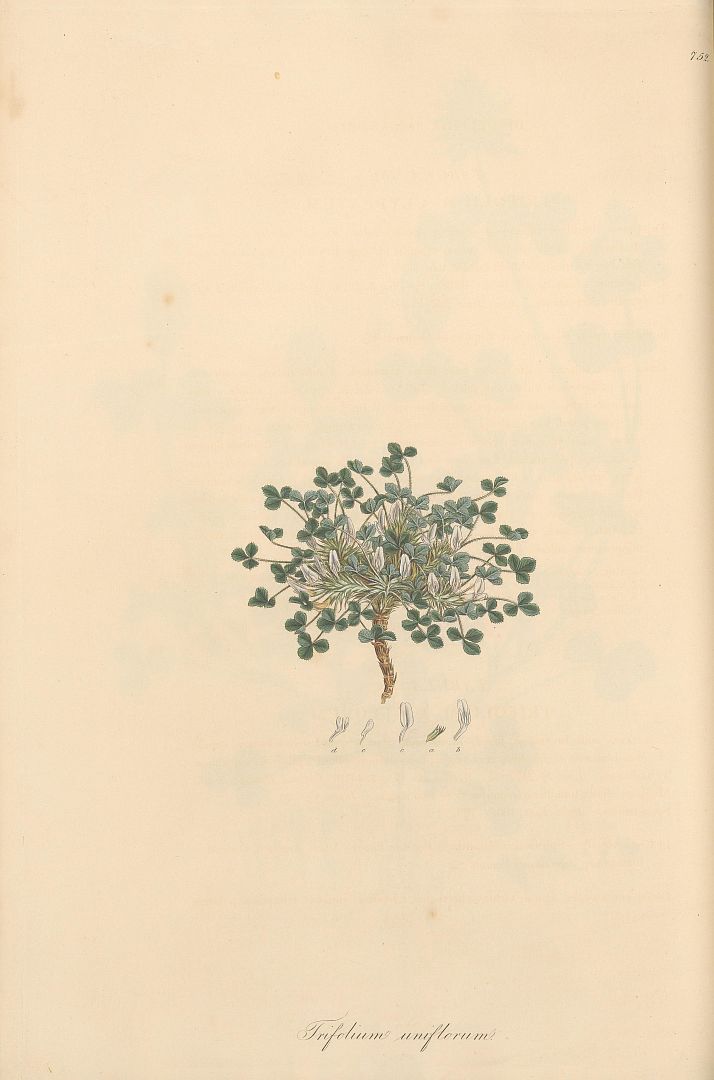 no HD illustration available (m1)