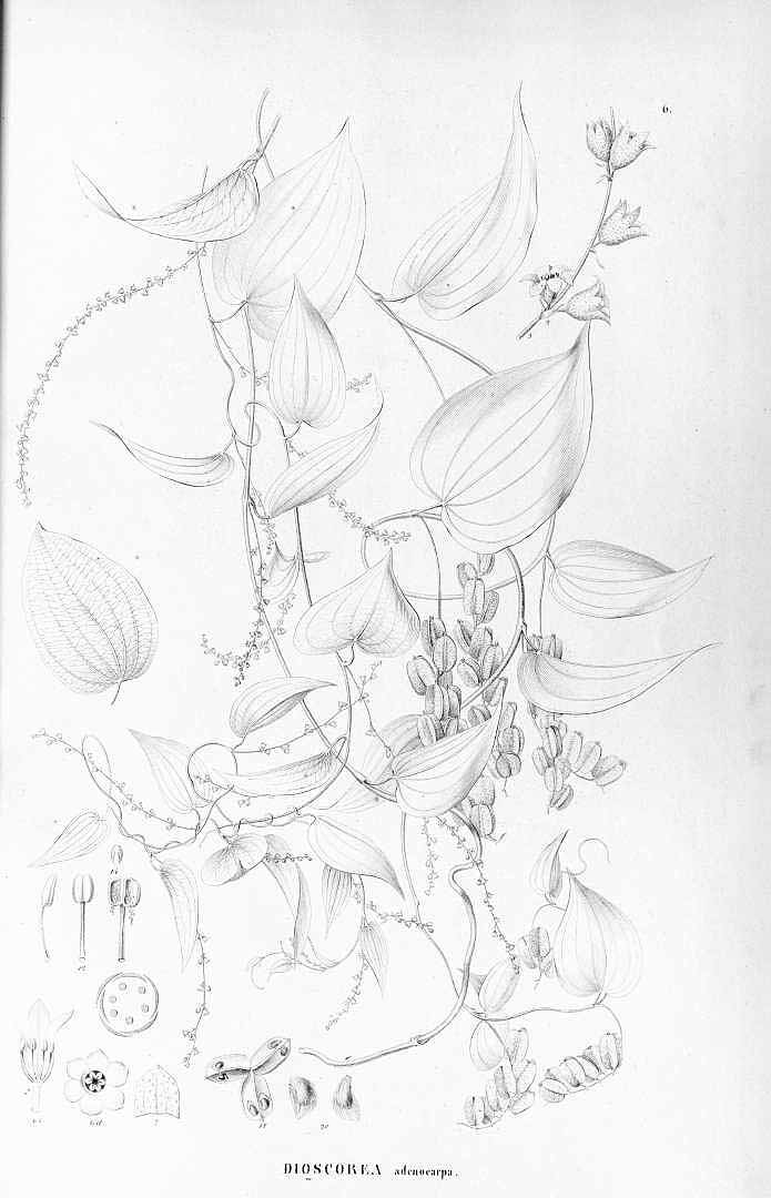 no HD illustration available (m1)