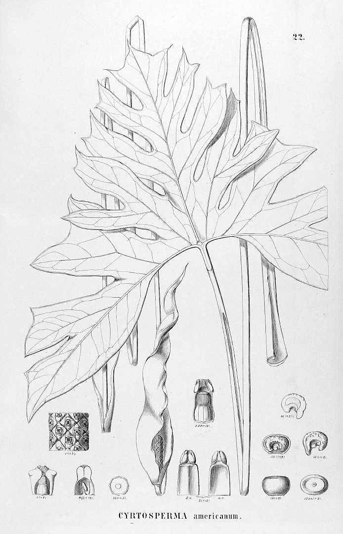 no HD illustration available (m1)