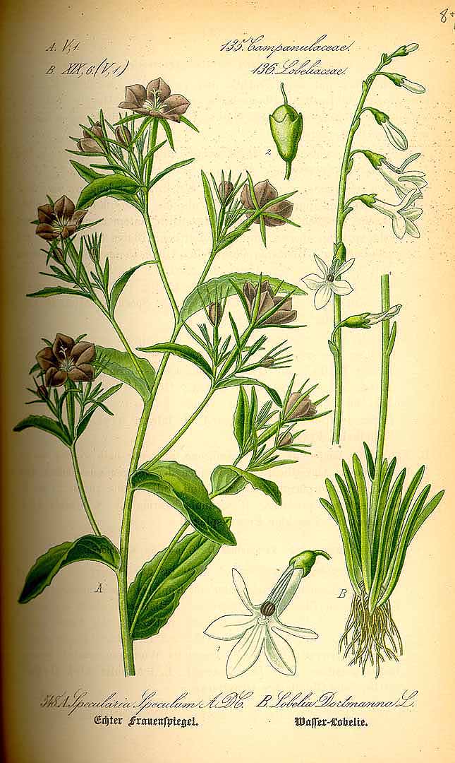 no HD illustration available (m1)