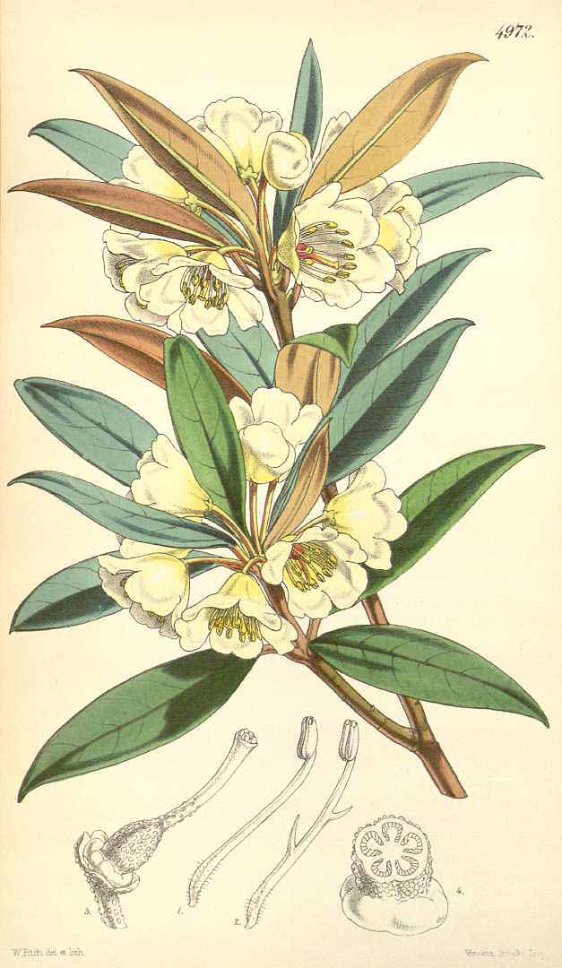 no HD illustration available (m1)