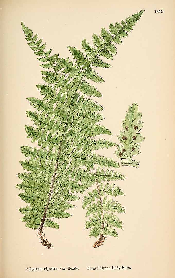 no HD illustration available (m3)