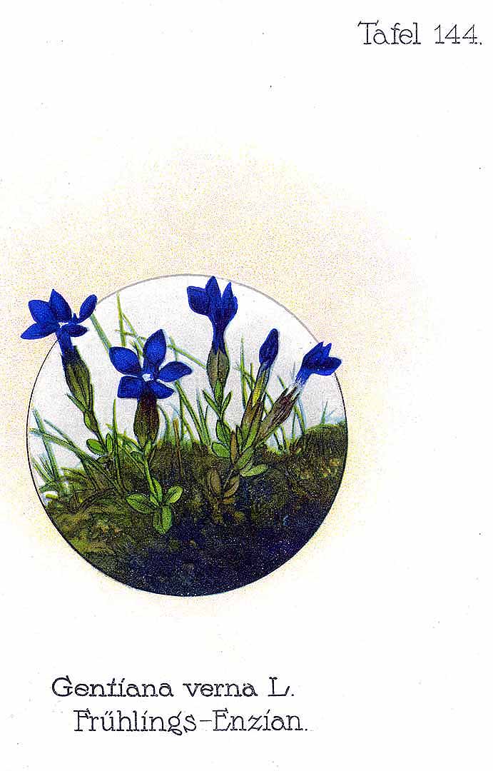 no HD illustration available (m1)
