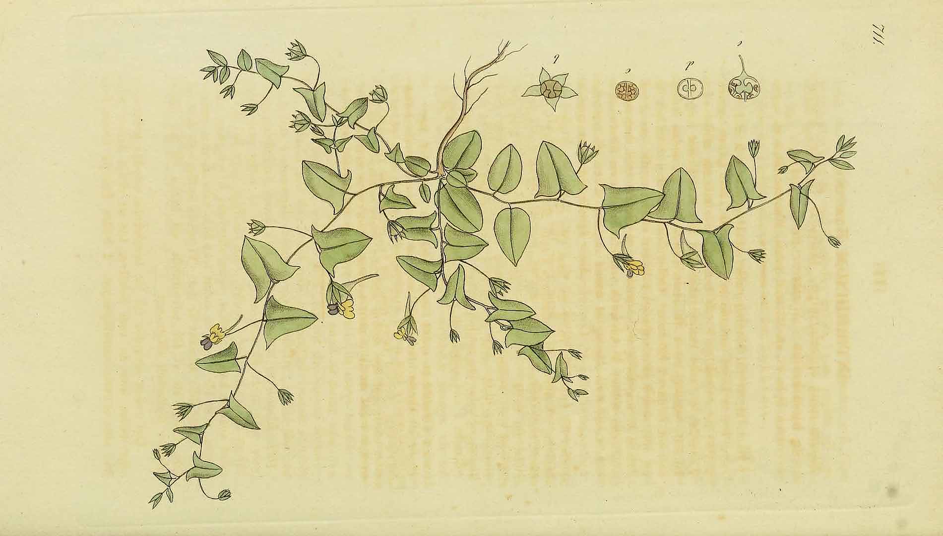 no HD illustration available (m2)