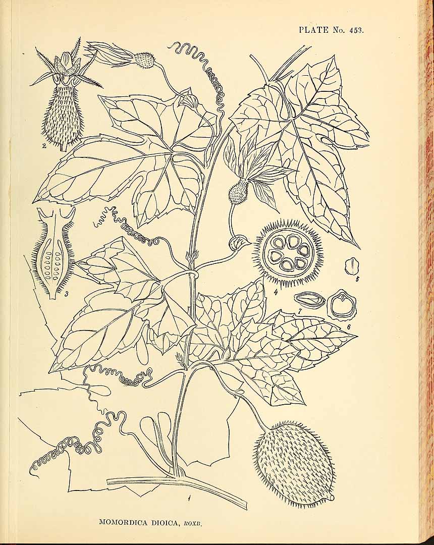 no HD illustration available (m1)