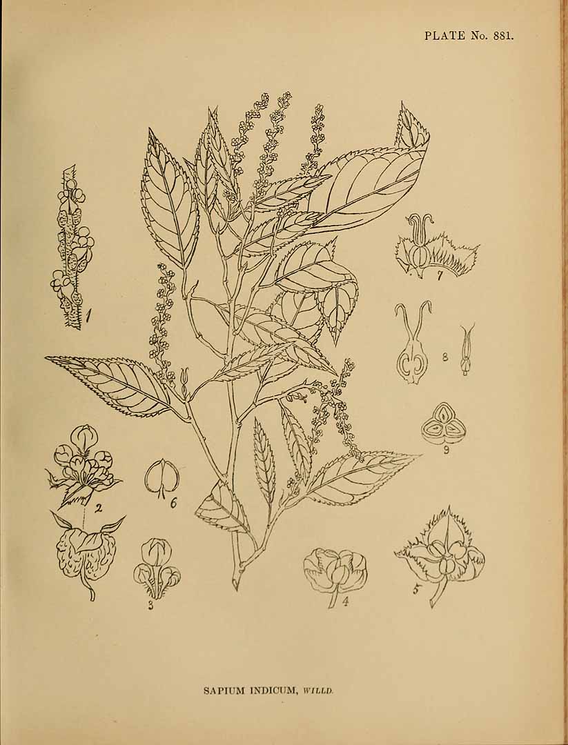 no HD illustration available (m3)