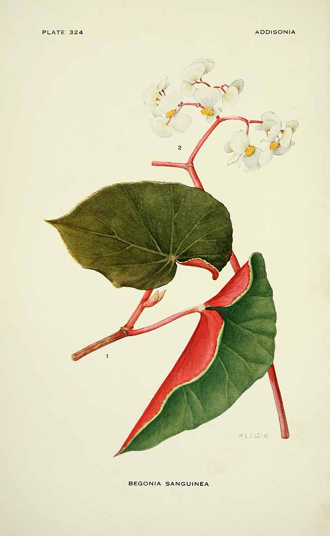 no HD illustration available (m1)