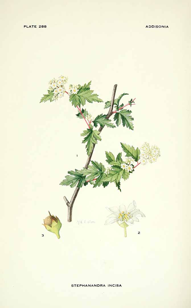 no HD illustration available (m1)