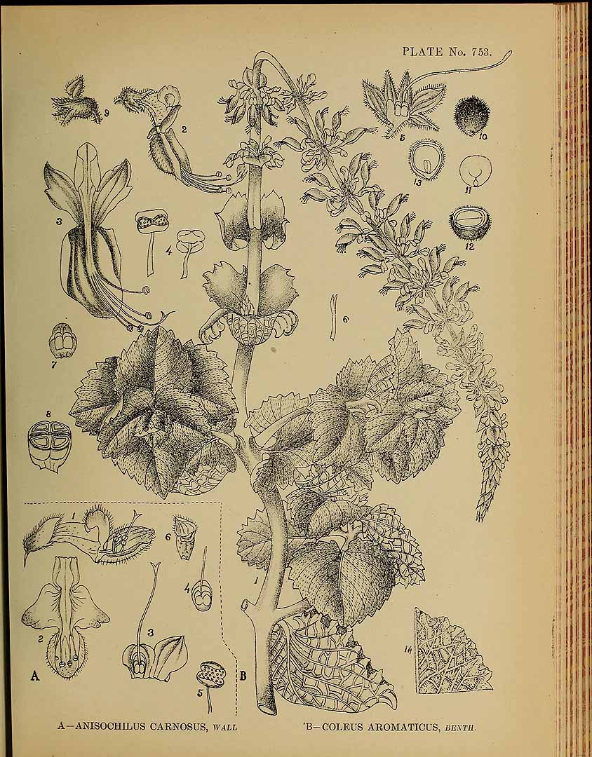 no HD illustration available (m1)