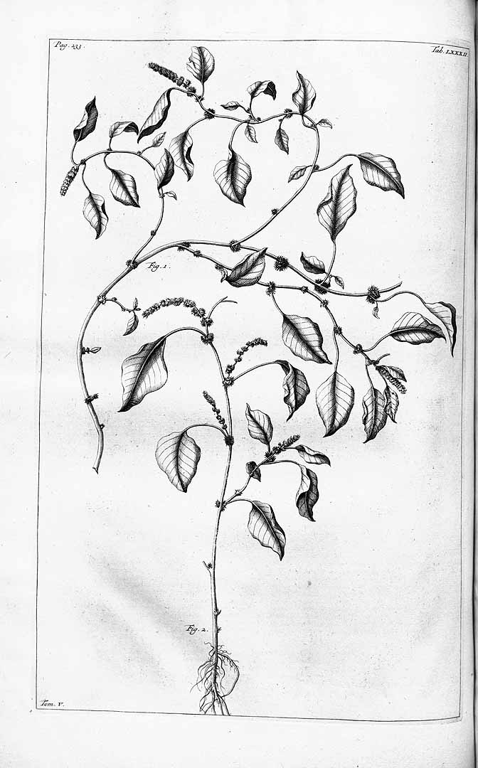 no HD illustration available (m1)