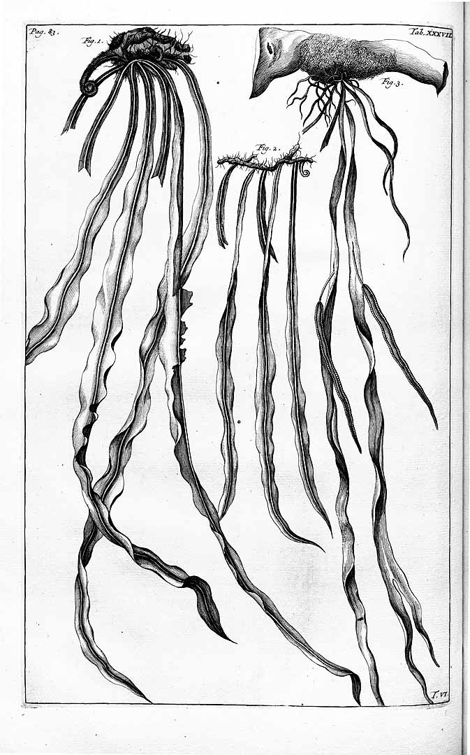 no HD illustration available (m1)