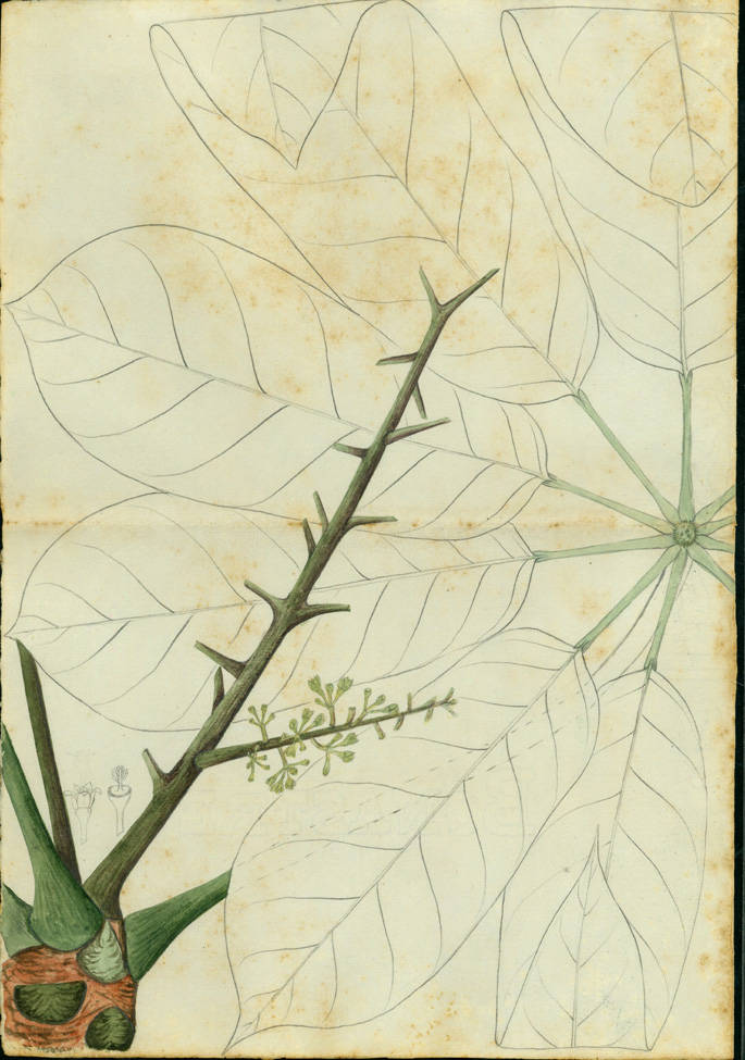 no HD illustration available (m1)