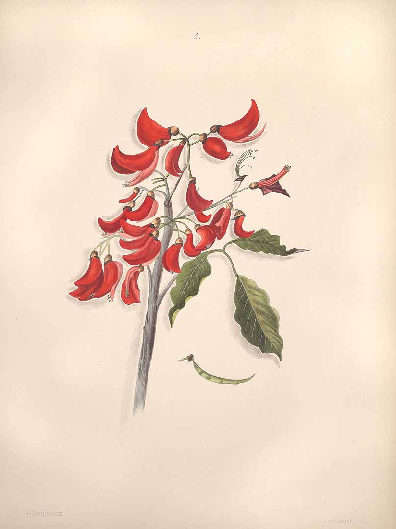 no HD illustration available (m1)