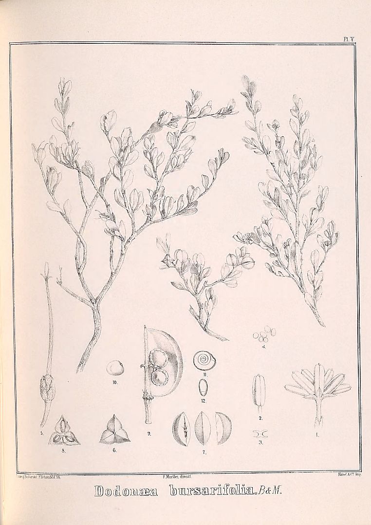 no HD illustration available (m3)