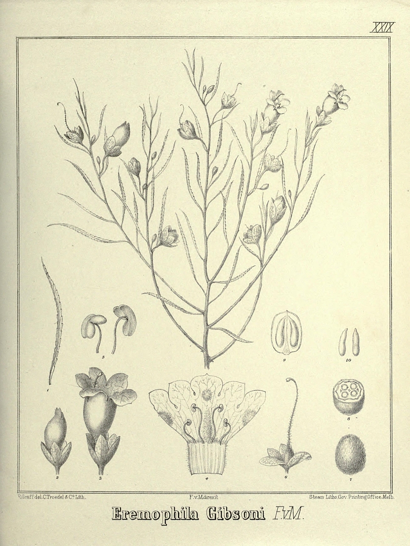 no HD illustration available (m5)