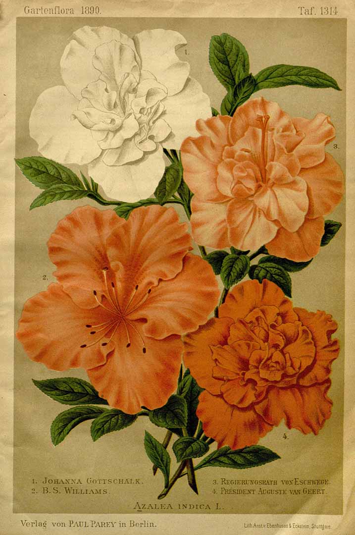 no HD illustration available (m1)