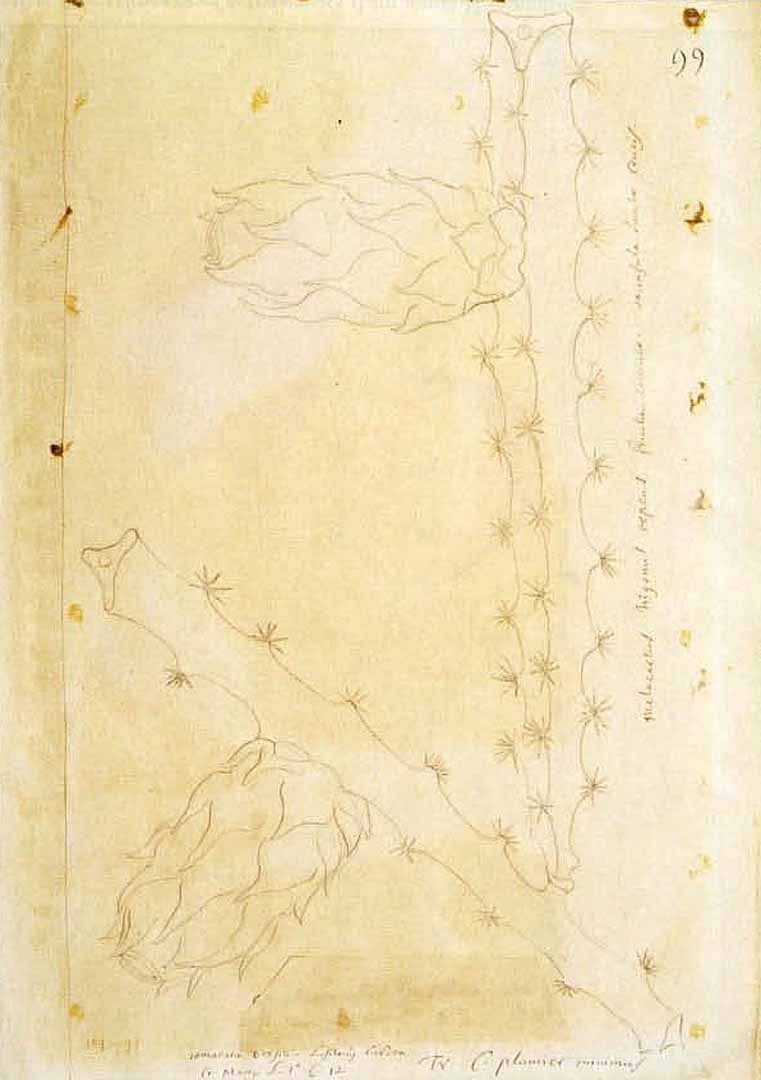 no HD illustration available (m1)