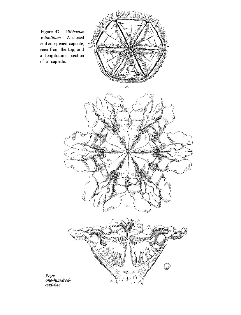 no HD illustration available (m5)