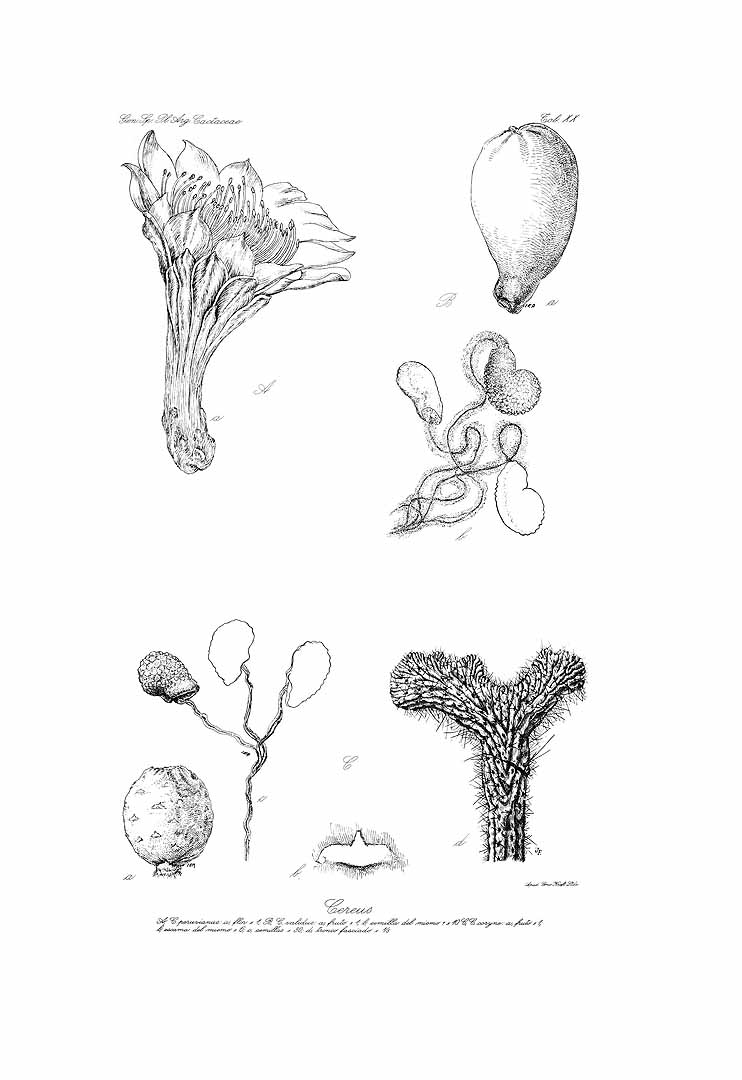 no HD illustration available (m1)