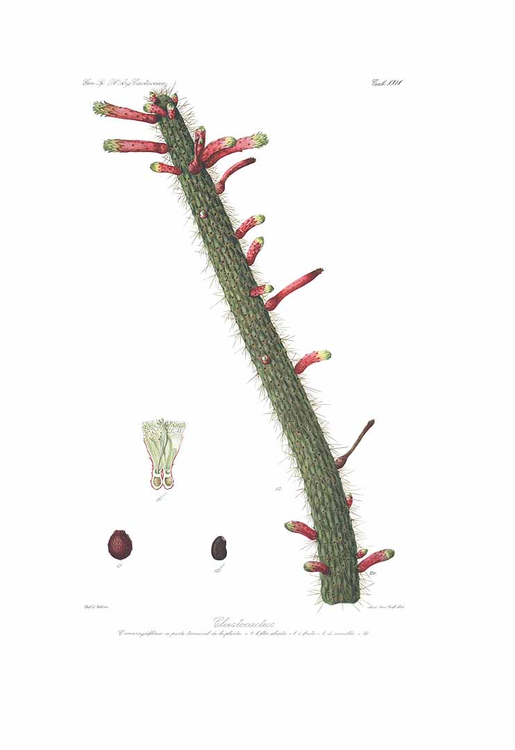 no HD illustration available (m1)
