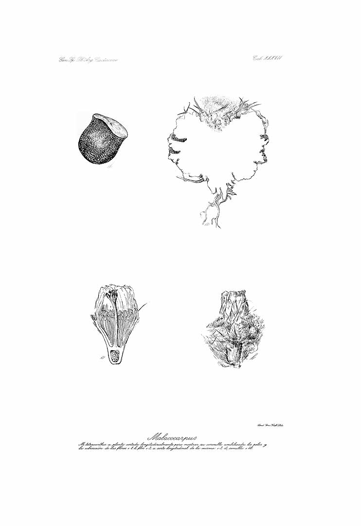 no HD illustration available (m1)