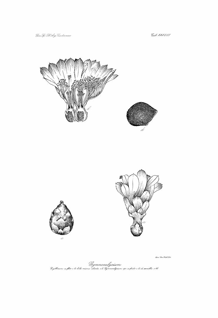 no HD illustration available (m1)